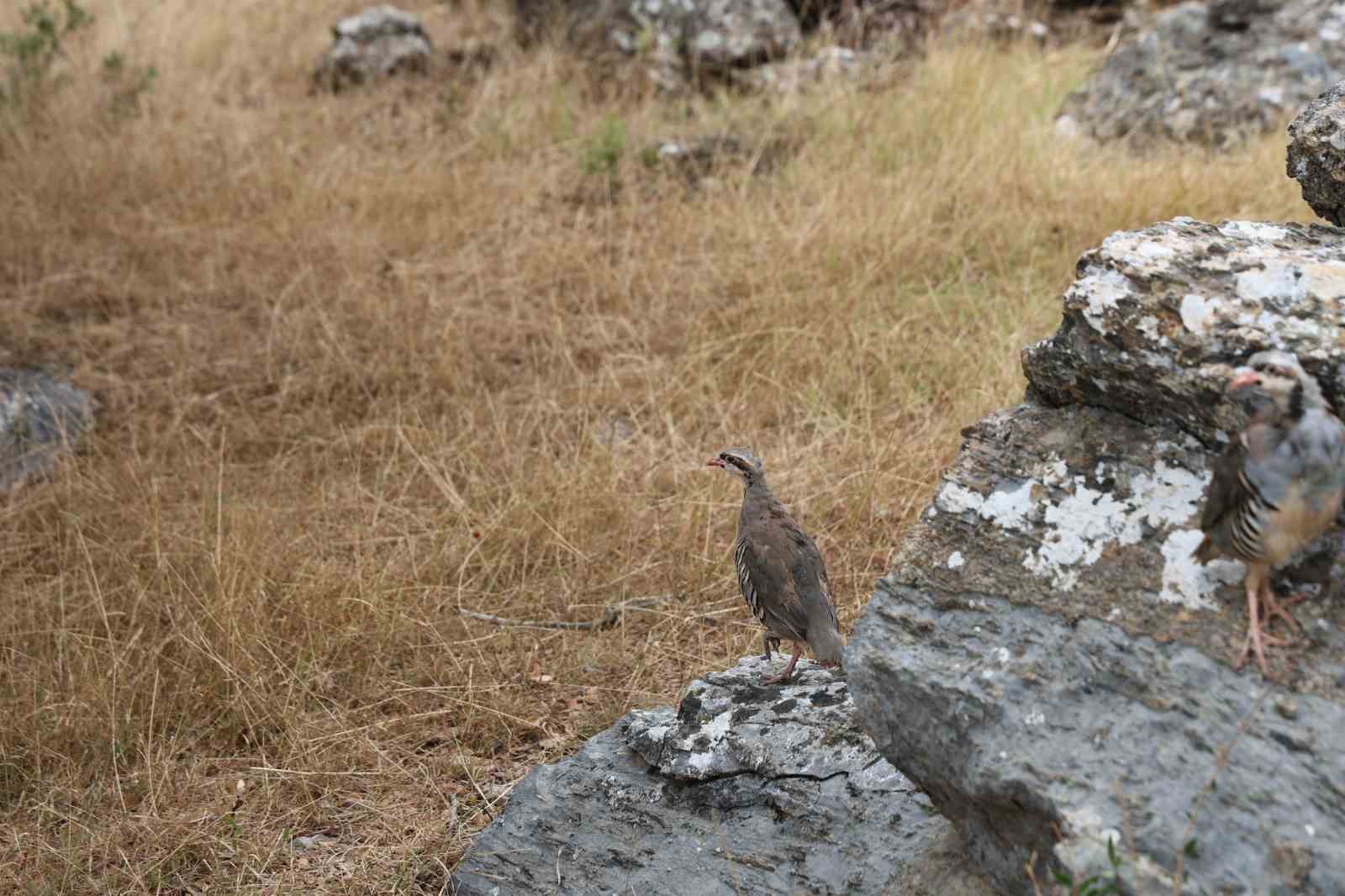 Adana’da doğaya 500 keklik salındı