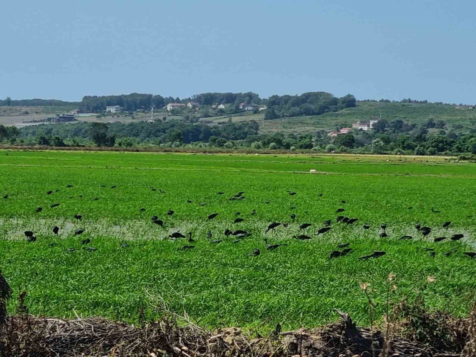Nesli tehdit altındaki çeltikçi kuşları Sinop’ta görüntülendi