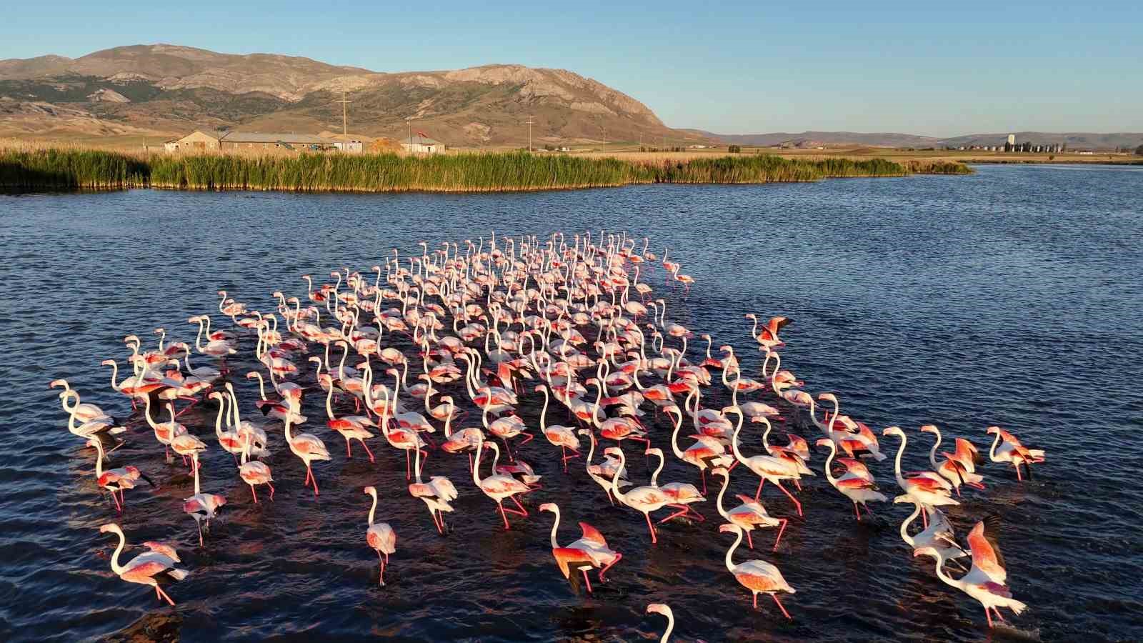 Allı turnalar izleyenleri mest etti