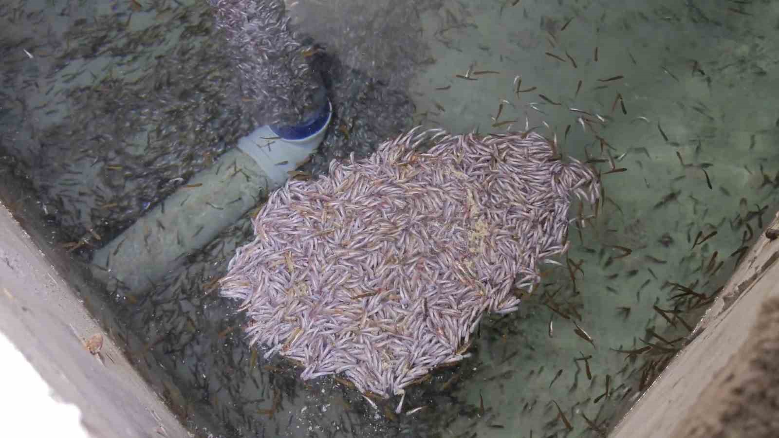 Bağbaşı Mahallesi’ndeki tesiste binlerce yavru alabalık öldü