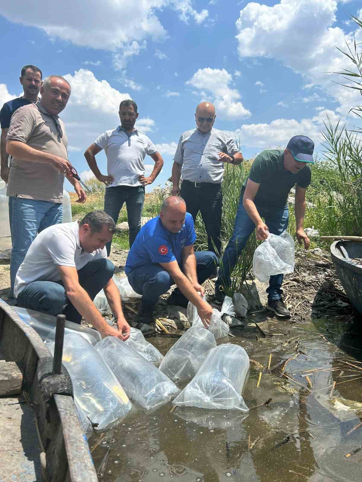 Gölhisar Gölü ve Yapraklı Barajı’na 5 bin yayın ve sazan balığı bırakıldı