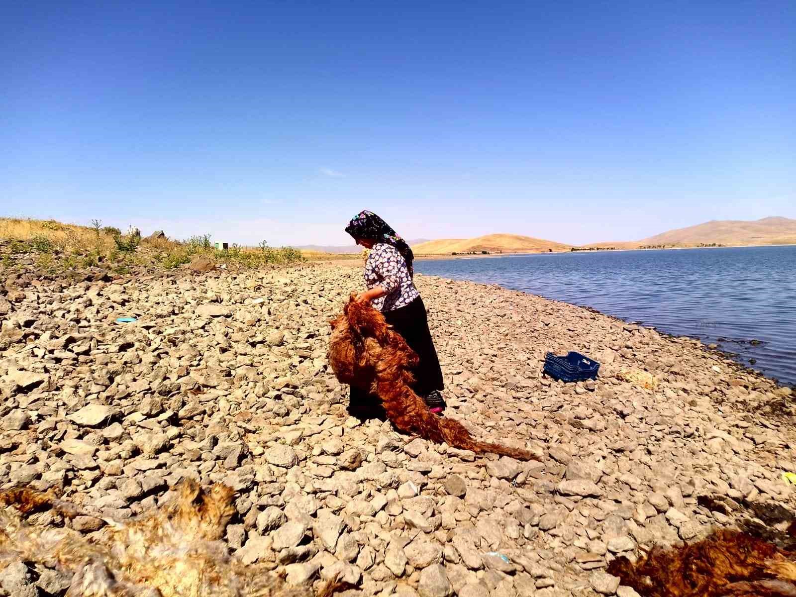 Ağrı’da asırlardır süregelen gelenek: Patnoslu kadınlar, çeyizlik yünleri yıkama mesaisine başladı