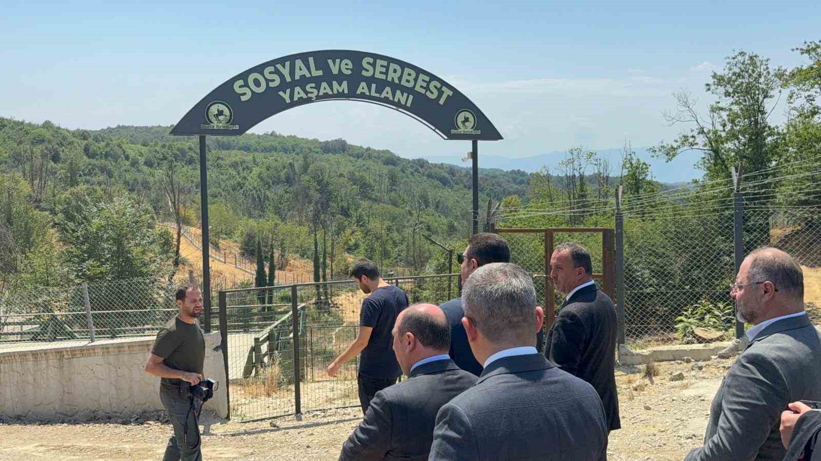 Sokak hayvanlarına tabiatla i&ccedil; i&ccedil;e yaşam alanı
