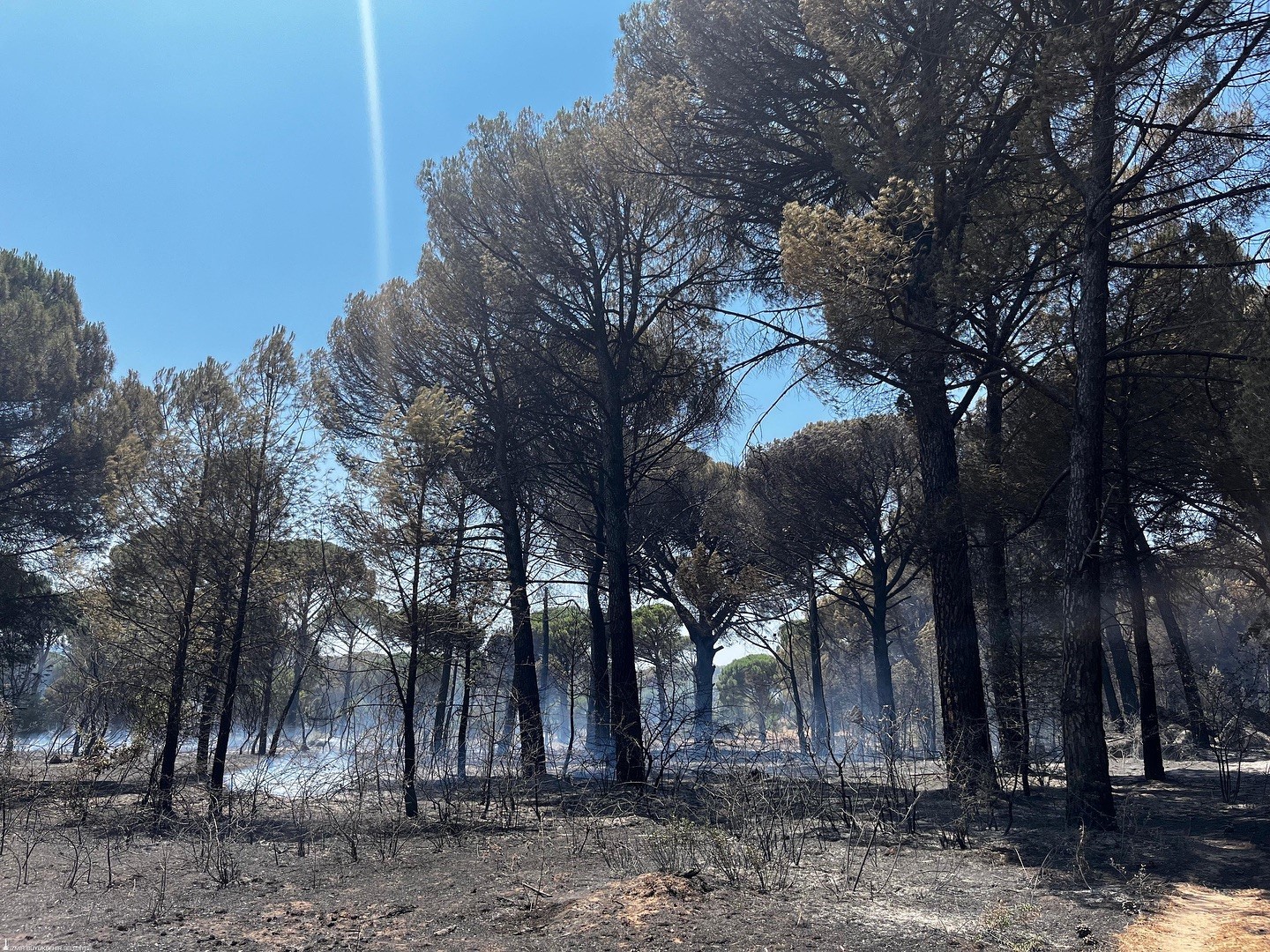 Anız yangını ormana sı&ccedil;radı, 16 hektar k&uuml;l oldu
