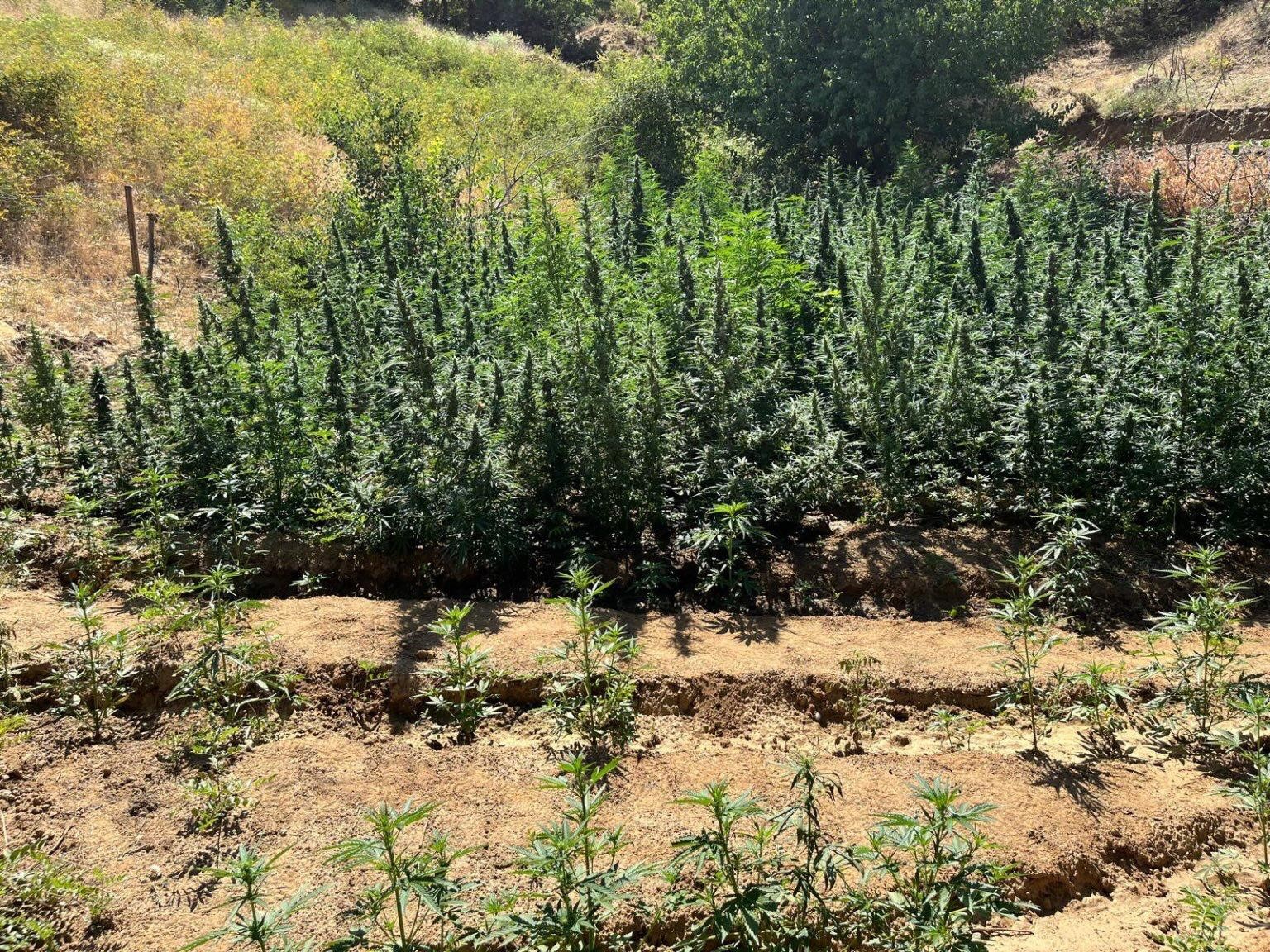 Bingöl’de bin 651 kök kenevir bitkisi ele geçirildi