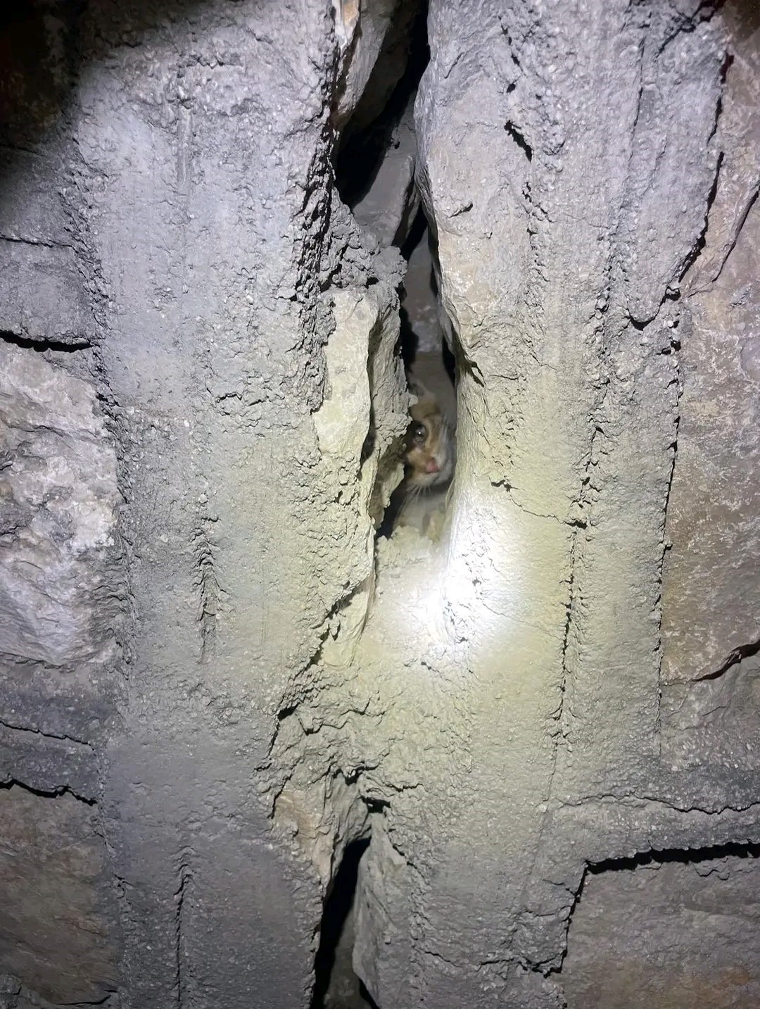 Duvar arasında mahsur kalan yavru kediyi itfaiye kurtardı
