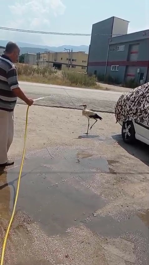 Sıcaktan bunalan leyleği hortumla serinletti