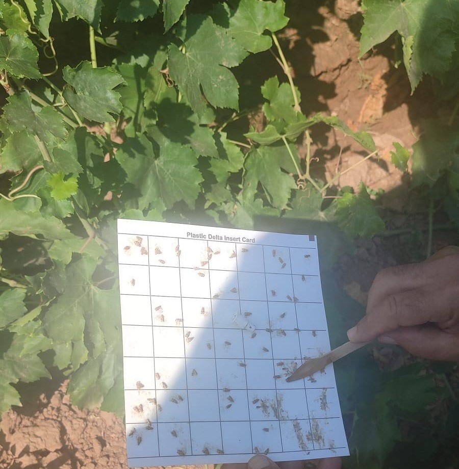 Salihli’de bağcılara salkım güvesi ve unlu bit uyarısı