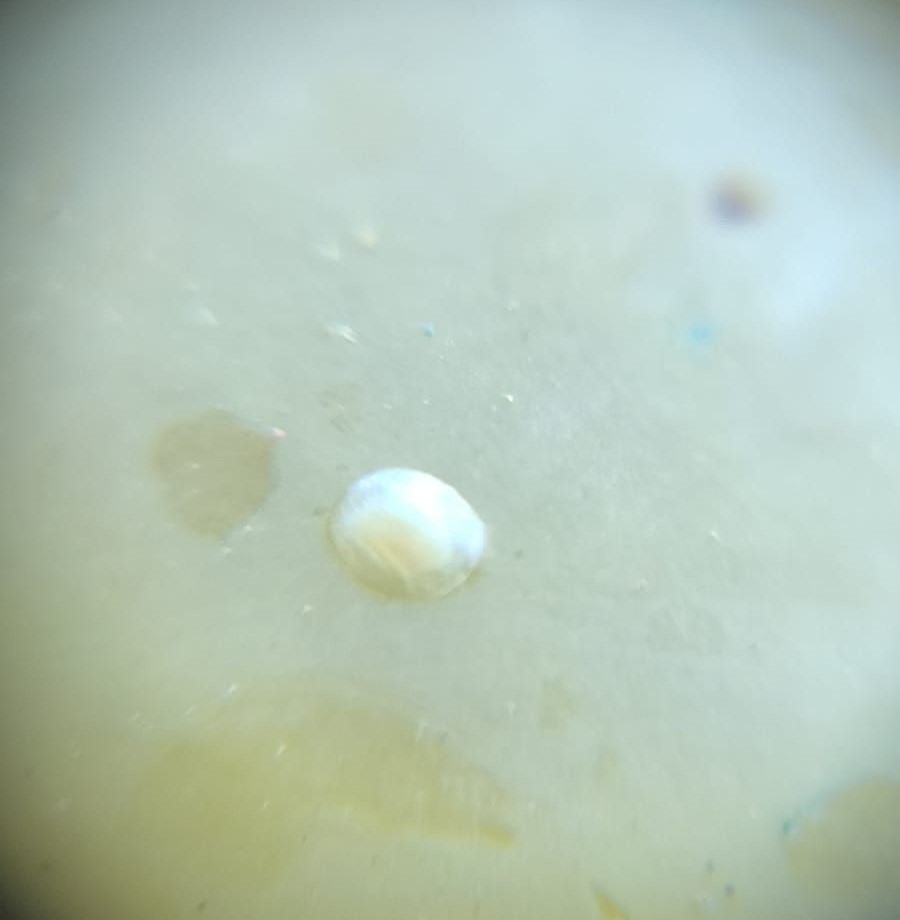 Salihli’de bağcılara salkım güvesi ve unlu bit uyarısı