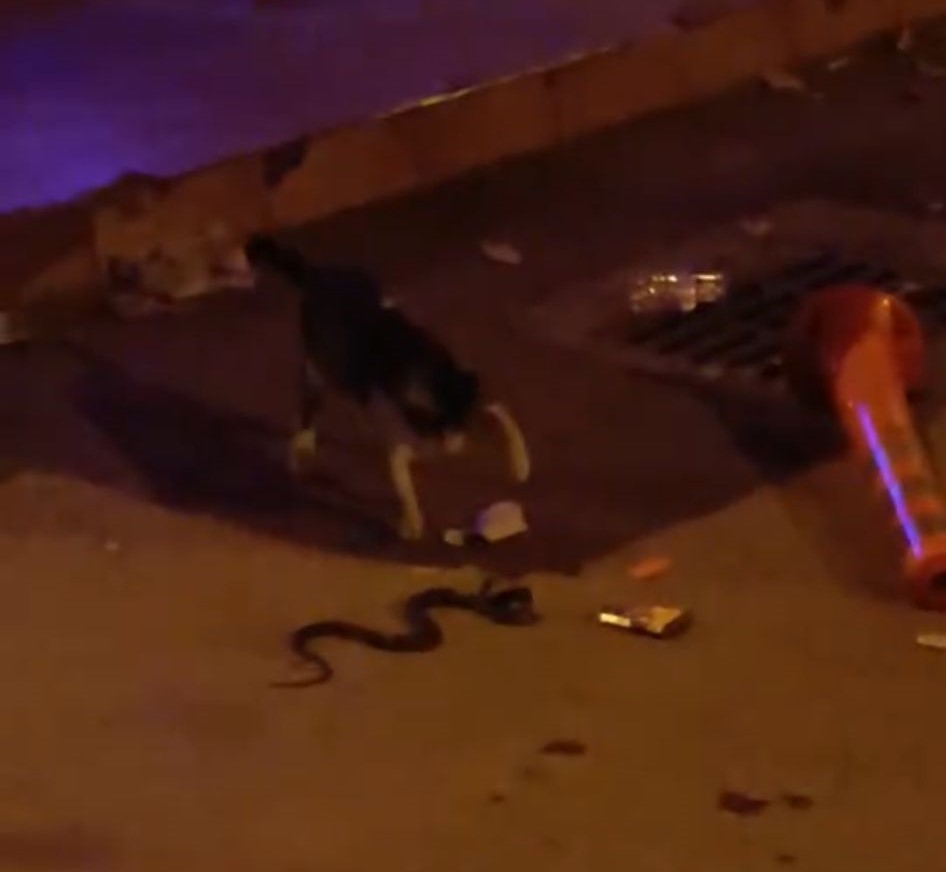 Yılan ile kedinin kavgası kamerada