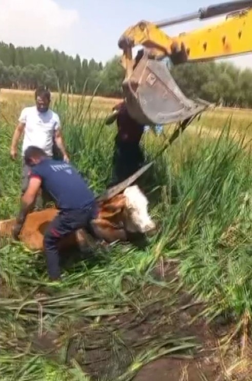 Bataklığa saplanan iki büyükbaş hayvanı itfaiye kurtardı