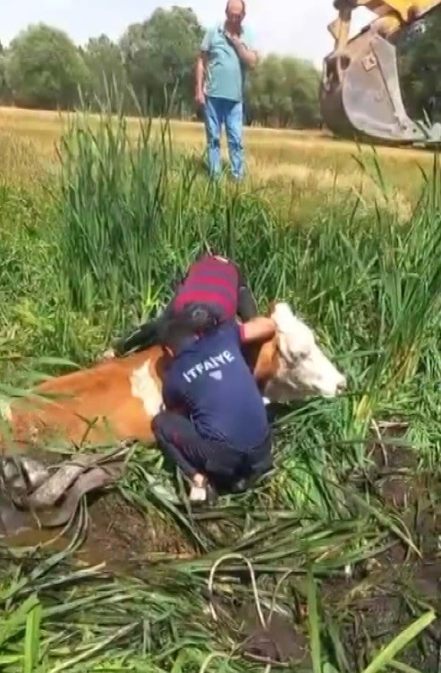 Bataklığa saplanan iki b&uuml;y&uuml;kbaş hayvanı itfaiye kurtardı
