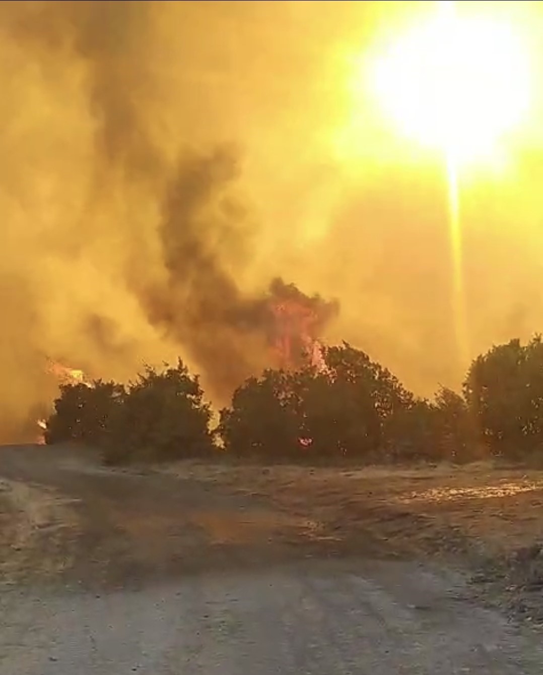 Altıeylül’deki orman yangınına müdahale sürüyor