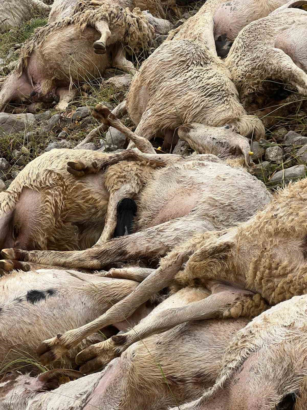 Tunceli&rsquo;de yıldırım isabet eden 200 koyun telef oldu
