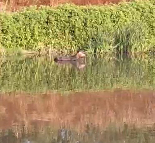 Melen Çayı’na düşen eşeği itfaiye kurtardı