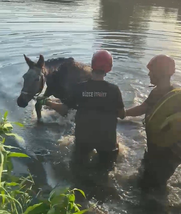 Melen &Ccedil;ayı&rsquo;na d&uuml;şen eşeği itfaiye kurtardı
