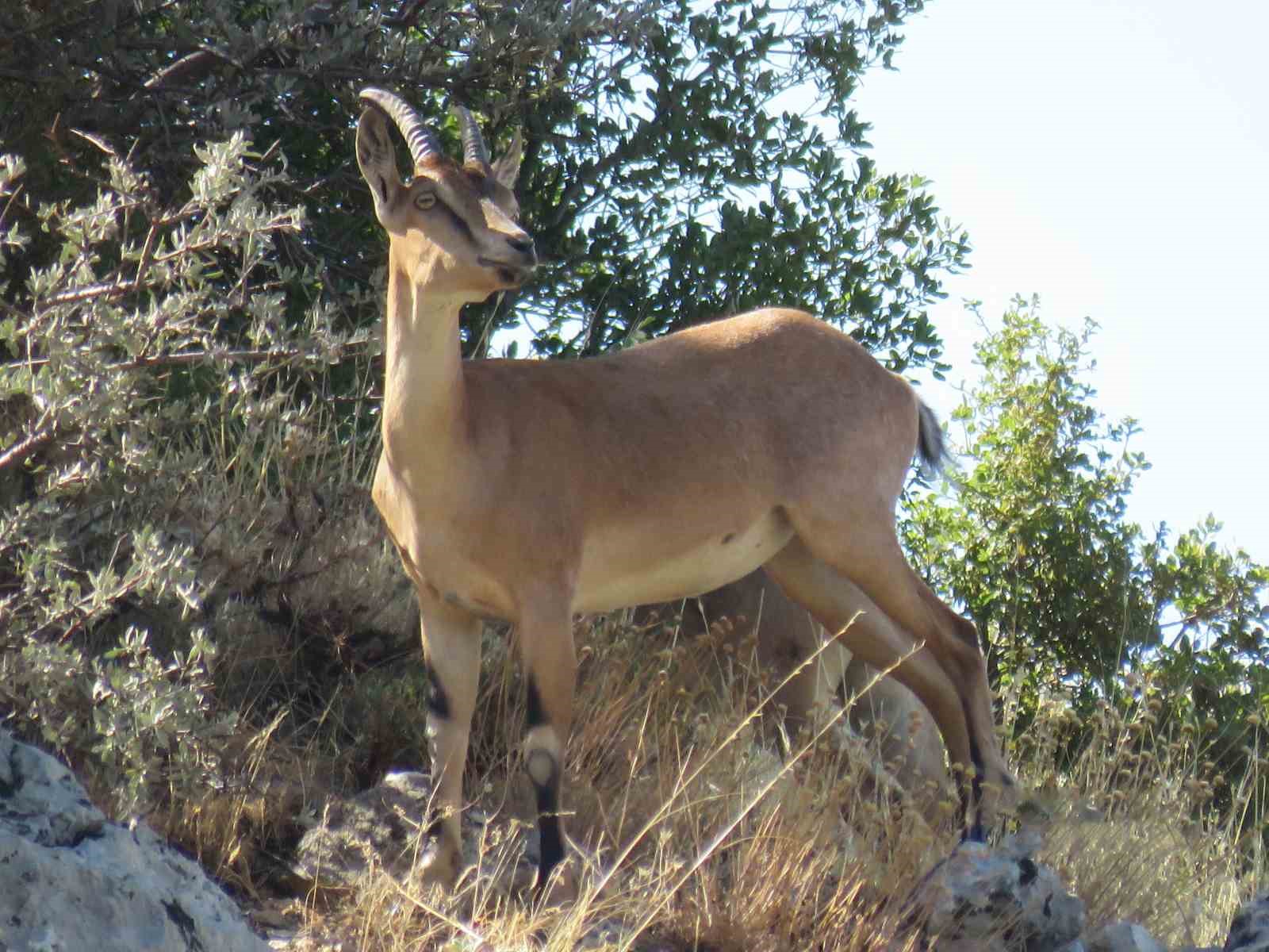 Ahır Dağı’nda ala geyik sürüsü görüntülendi