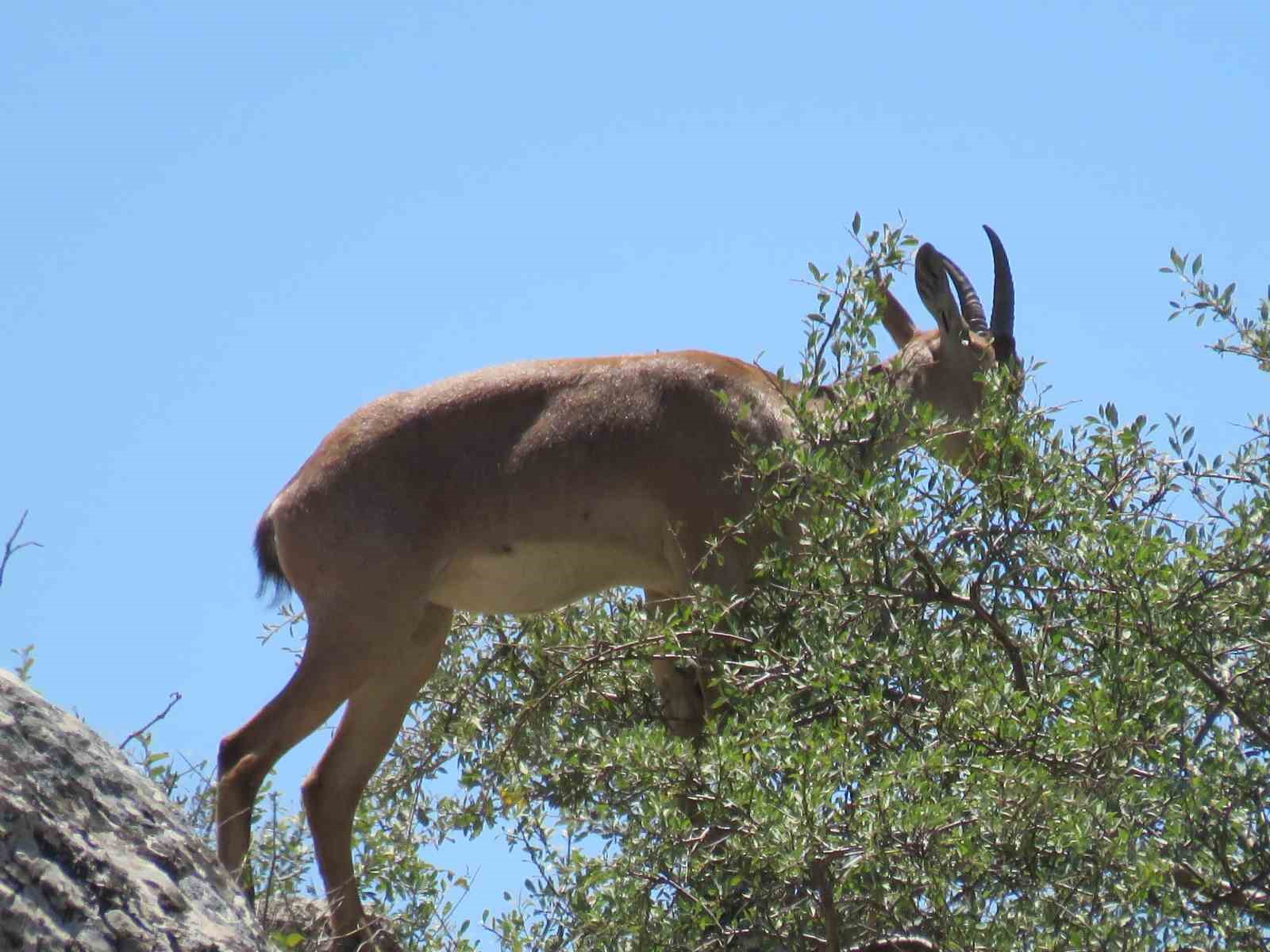 Ahır Dağı’nda ala geyik sürüsü görüntülendi
