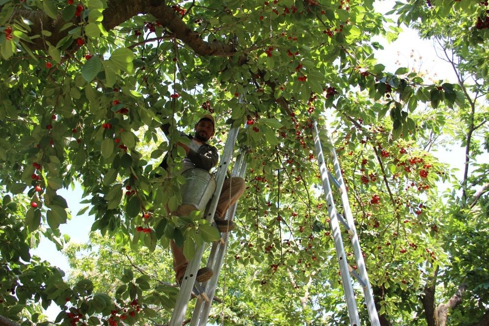 Zirai don kirazı vurdu, geçen yıla göre 61 bin ton ihracat kaybı yaşandı
