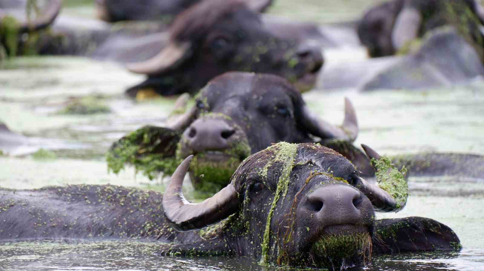 Burası Afrika değil Erzurum Ovası