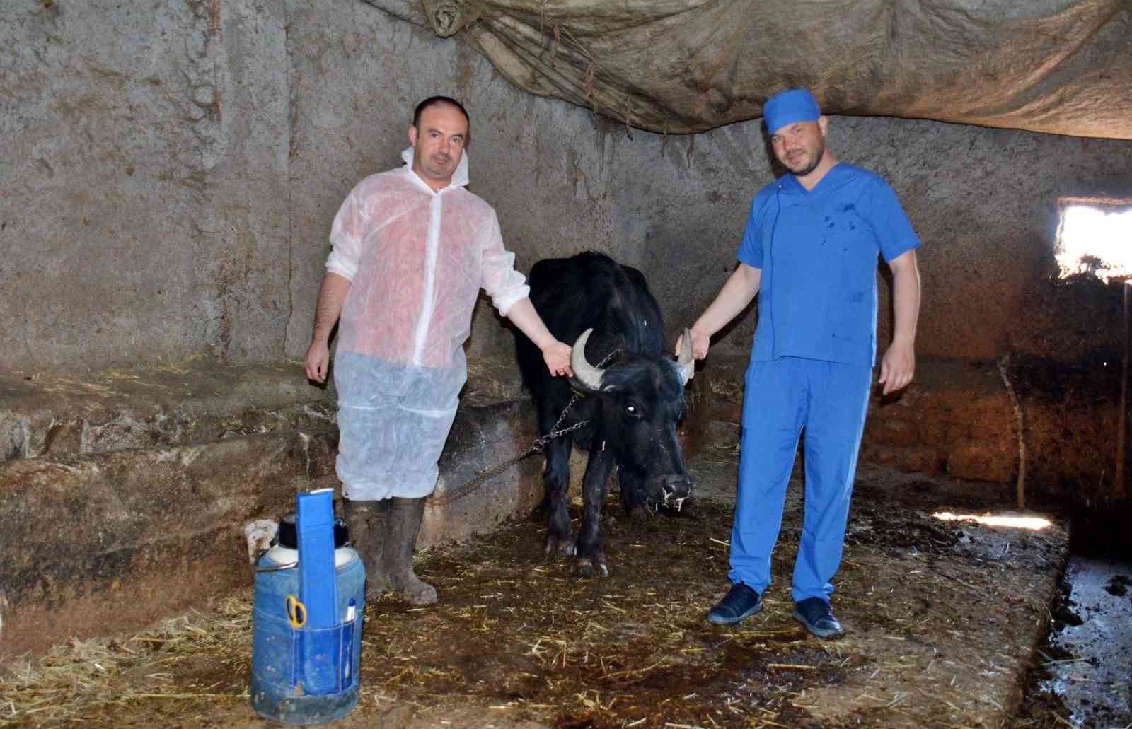 K&uuml;tahya&rsquo;da manda ıslahı projesi uygulamaya ge&ccedil;ti
