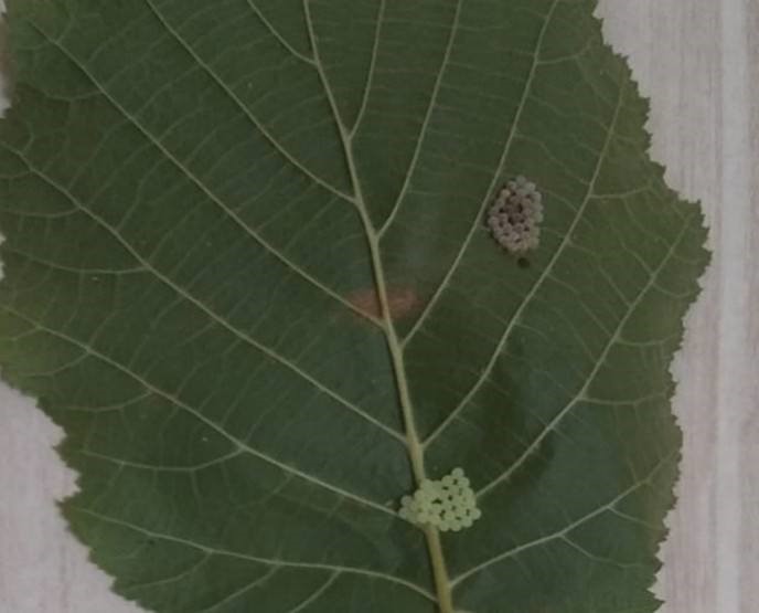 Kahverengi korkarca zararlısı ergenleri görülmeye başlandı