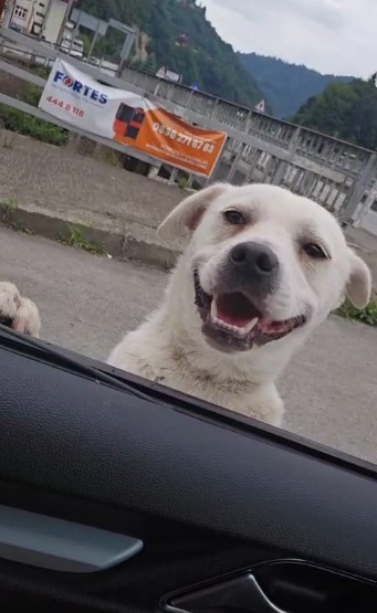 Esnafın peşinden ayrılmayan pitbull g&ouml;r&uuml;n&uuml;ml&uuml; k&ouml;pek sosyal medyada g&uuml;ndem oldu
