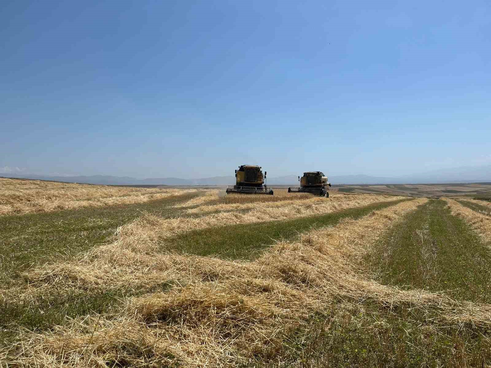 Kars’ta Ata tohumu arpa ile bereket fışkırdı: Çiftçinin yüzü güldü