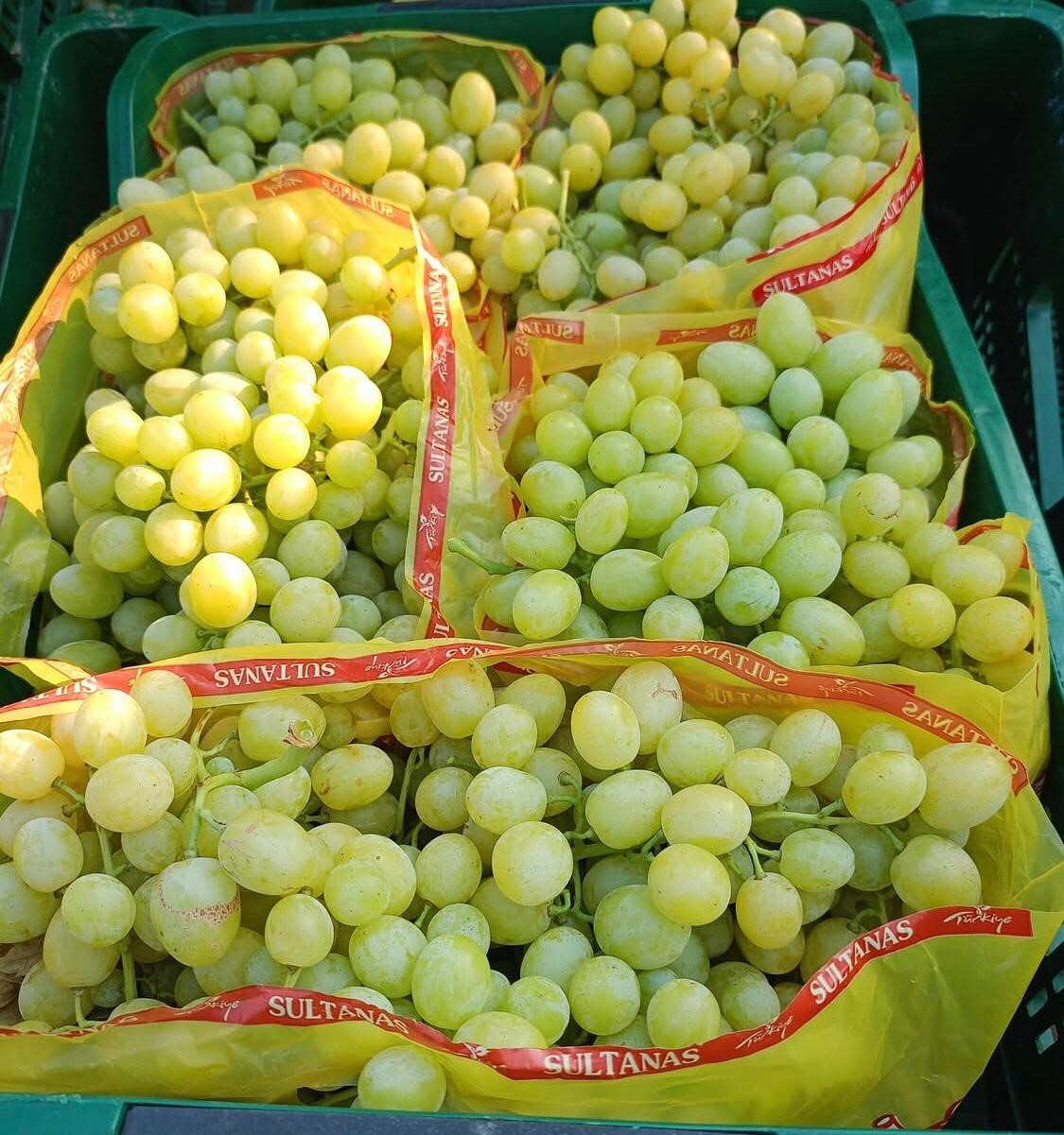 Bağlarda &uuml;z&uuml;m sezonu heyecanı başladı
