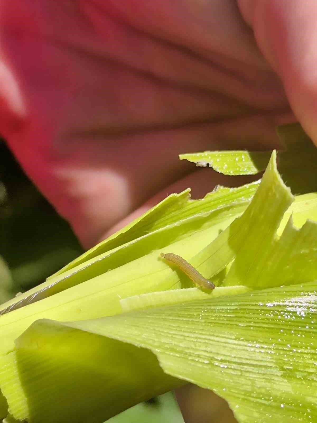 Yalıh&uuml;y&uuml;k&rsquo;te tarım ekiplerinin incelemeleri s&uuml;r&uuml;yor
