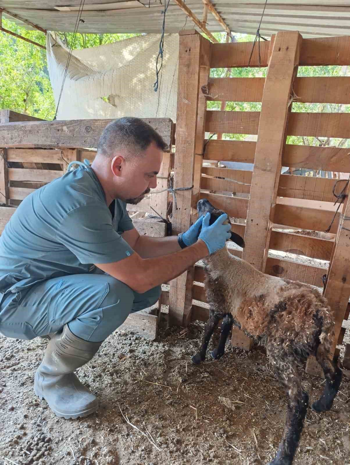 Söke’de küçükbaş hayvanlar küpelendi
