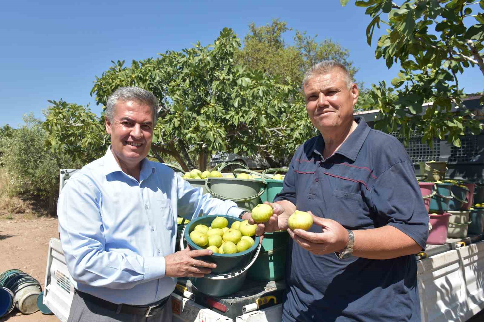 Buharkent’te taze incir hasadı başladı