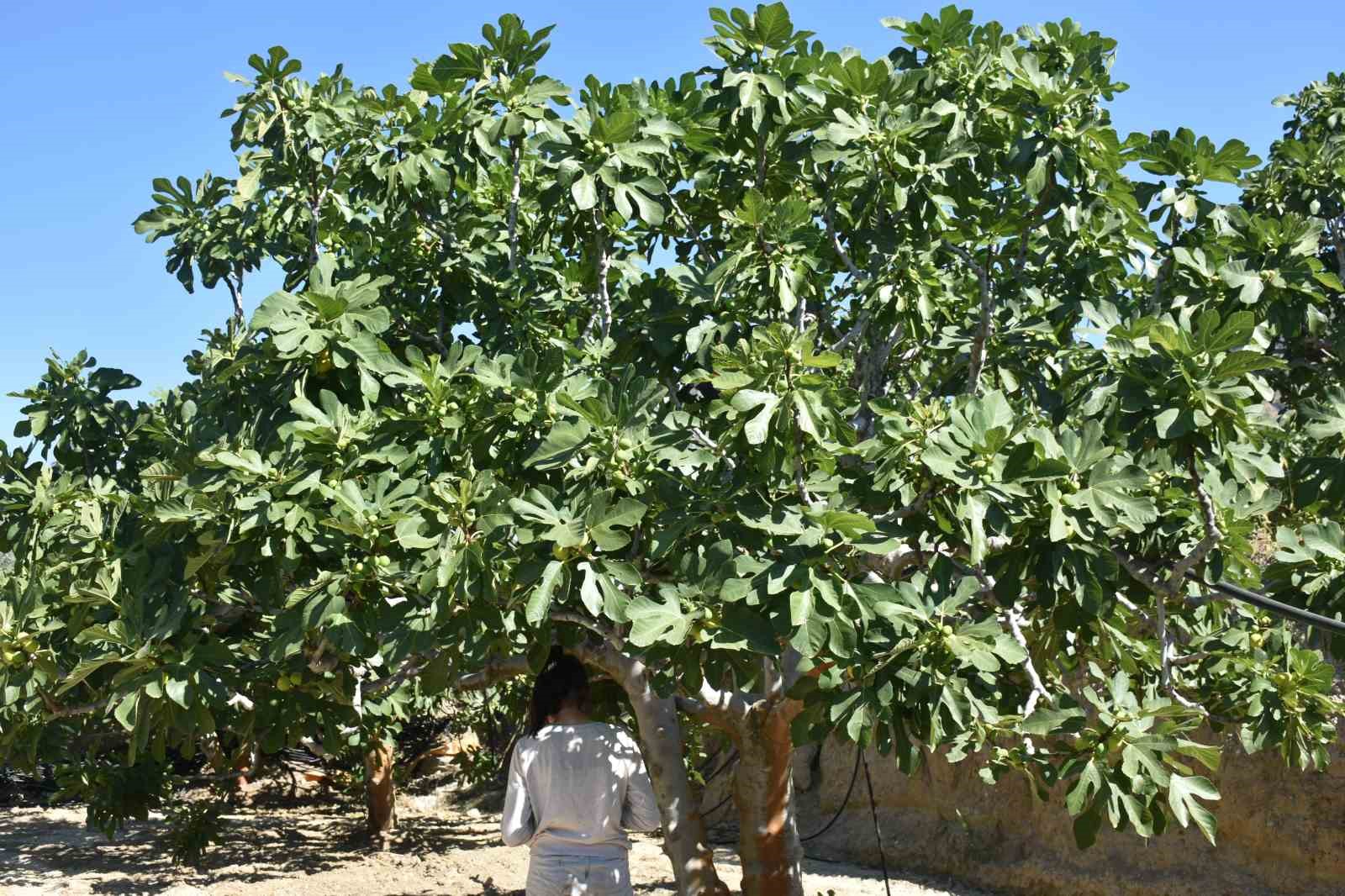 Buharkent’te taze incir hasadı başladı