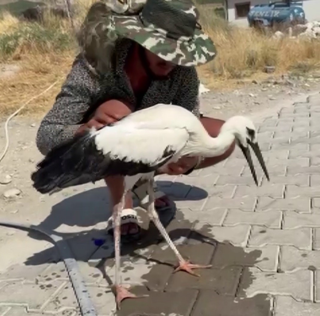 Adıyaman’da sıcaktan bayılan leyleği köylüler kurtardı
