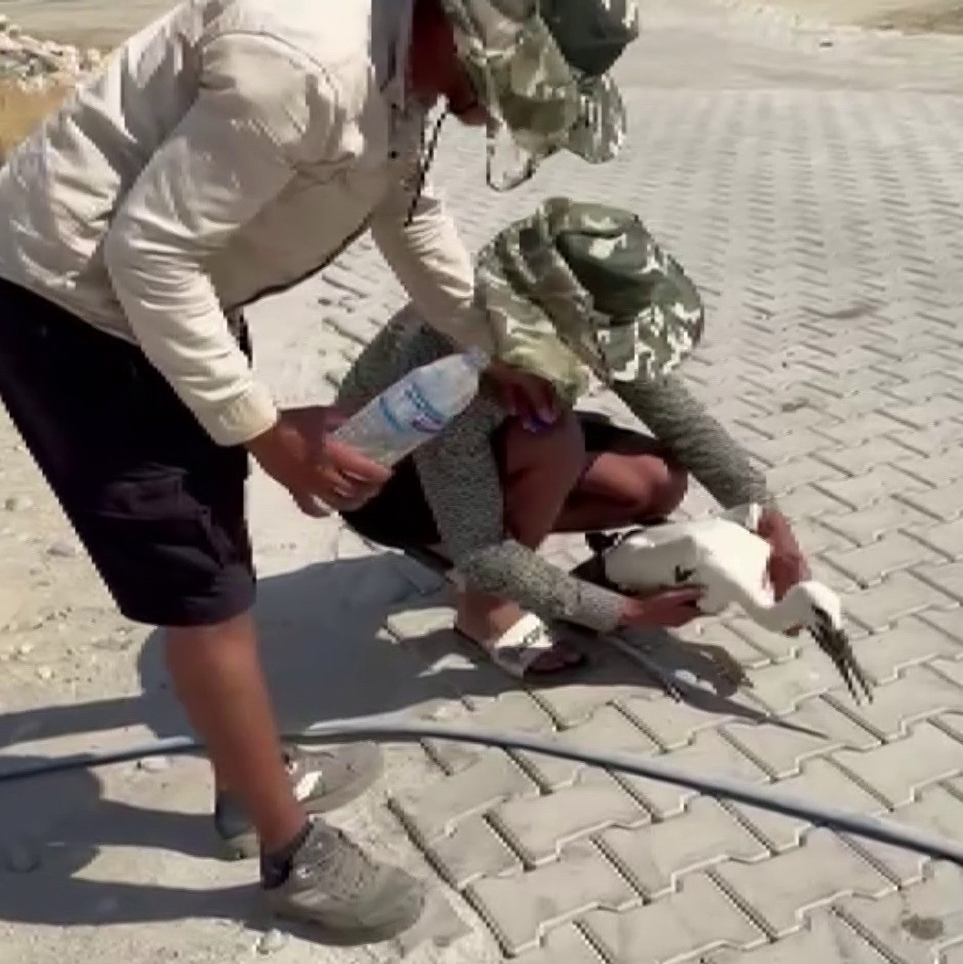 Adıyaman’da sıcaktan bayılan leyleği köylüler kurtardı
