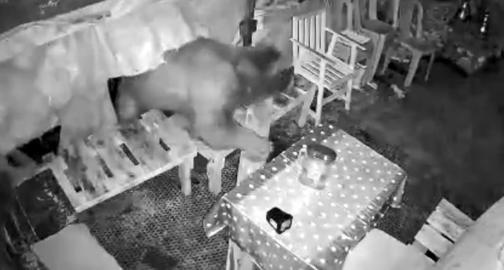 Artvin’de orman işçilerinin kaldığı kulübeye ayı girdi, o anlar güvenlik kamerasına yansıdı