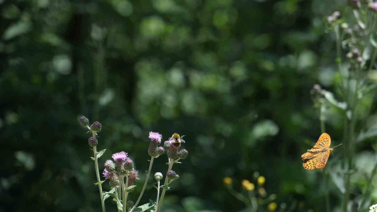 Doğaseverler Kuzuyayla’da 144 farklı tür gözlemledi