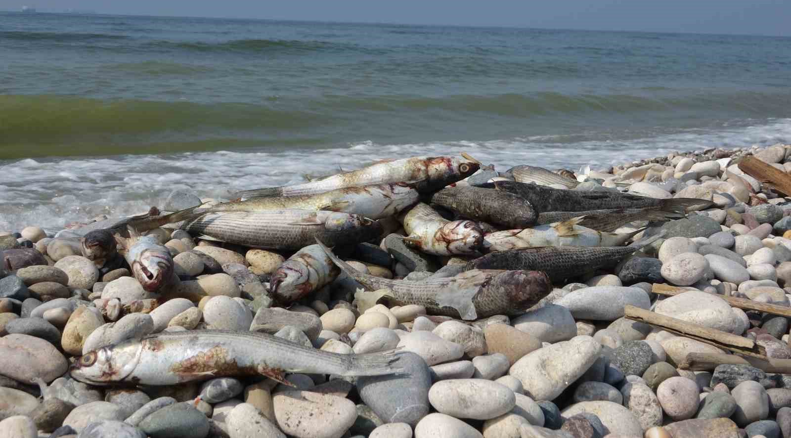 Mersin sahillerinde endişelendiren görüntü
