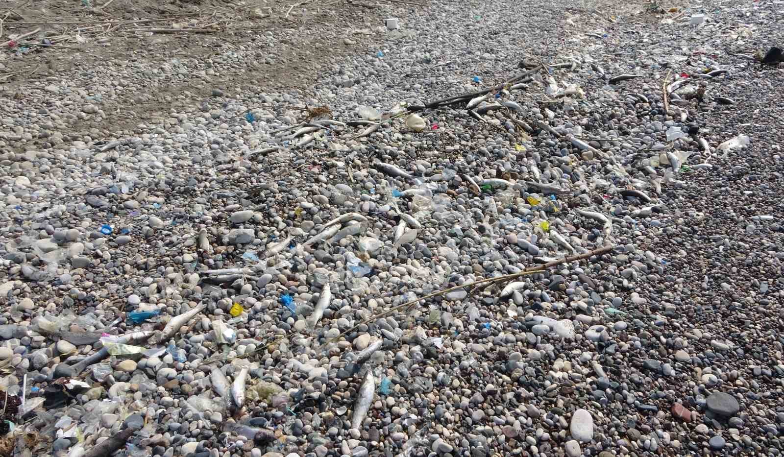 Mersin sahillerinde endişelendiren görüntü