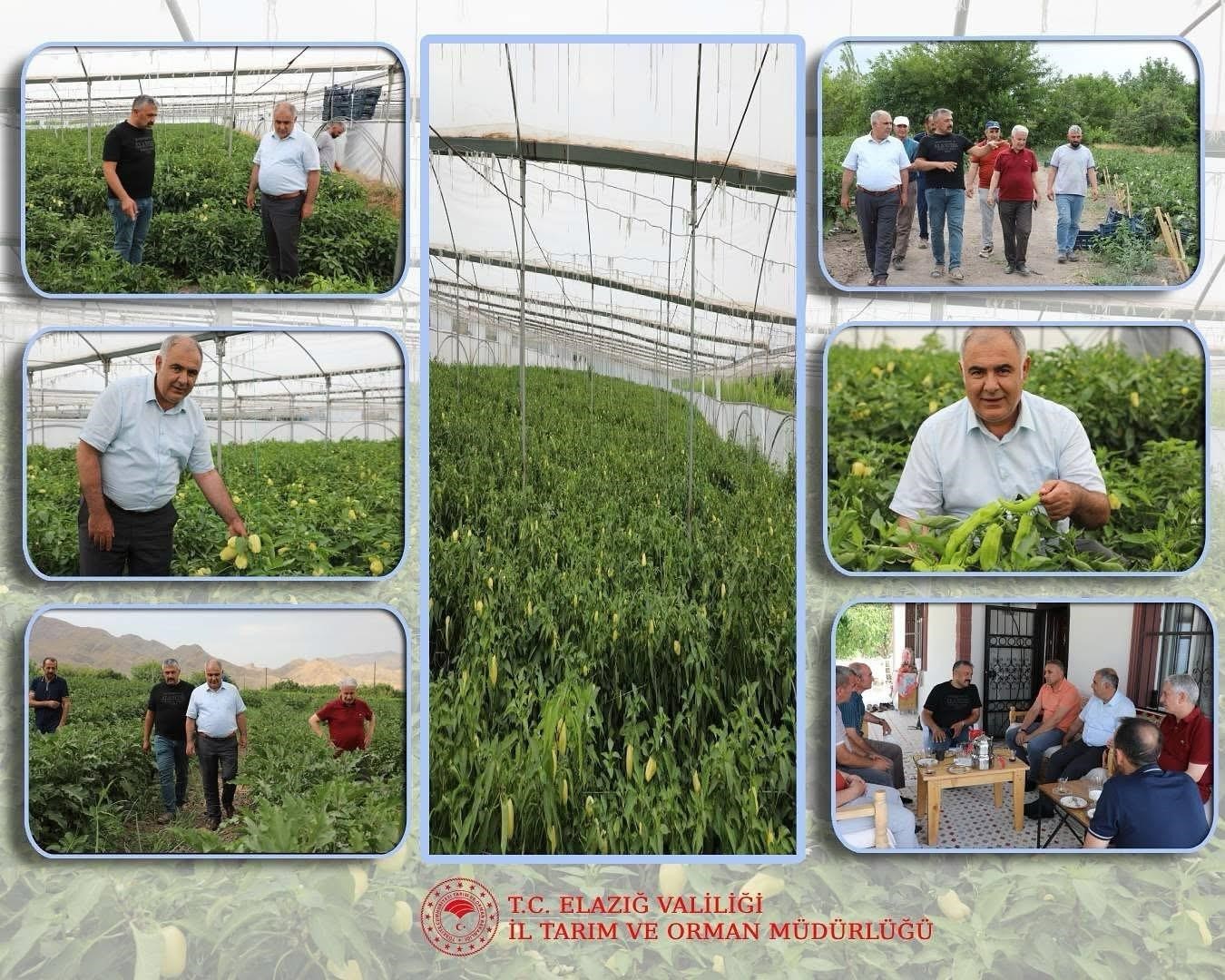 Elazığ’da bahçe ve sera alanlarında inceleme