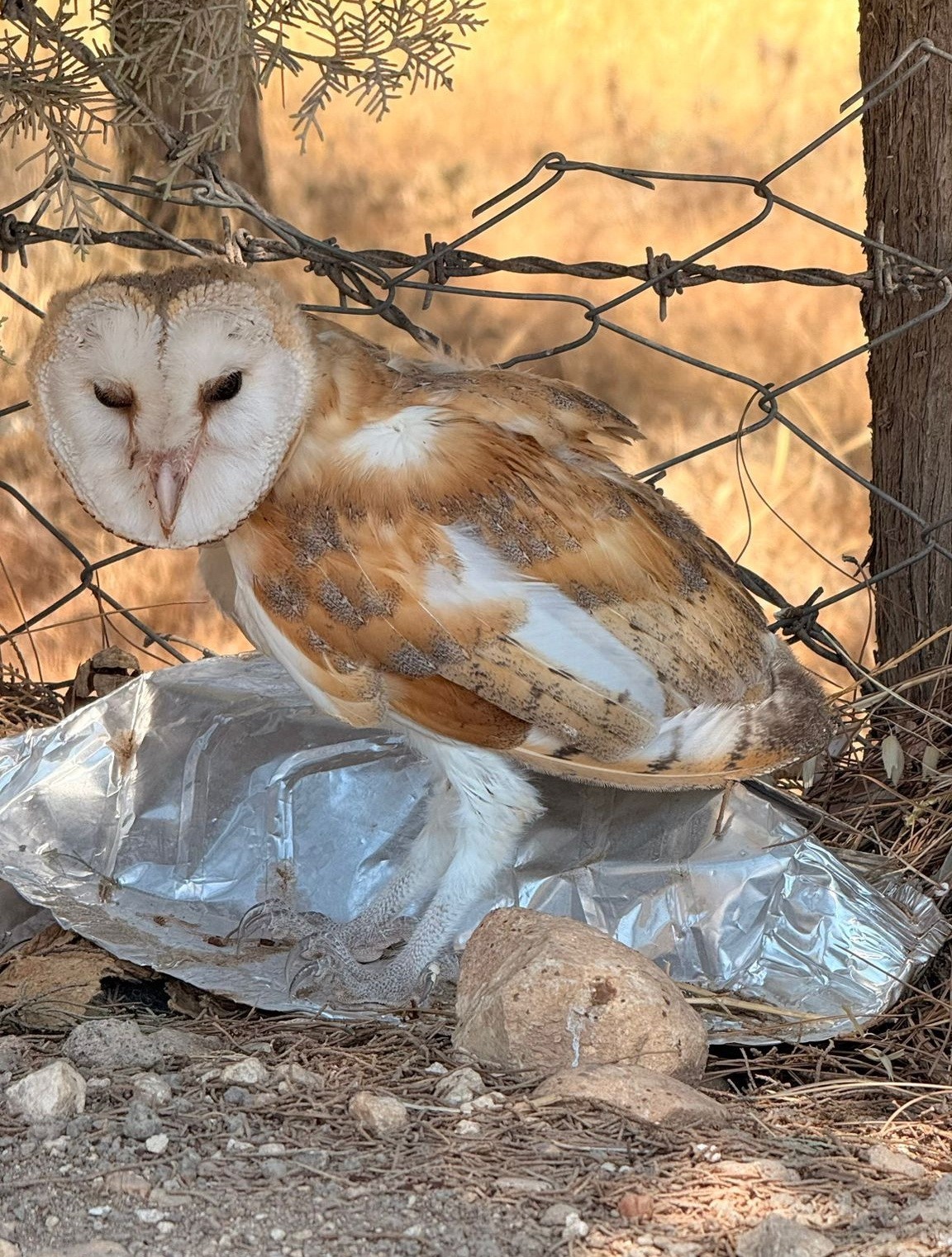Adıyaman’da bitkin halde Bayağı Peçeli Baykuş bulundu