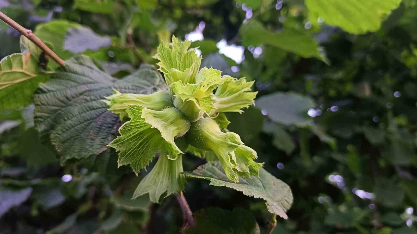 Ordu’da fındık toplama işçi ücreti bin 200 TL olarak belirlendi