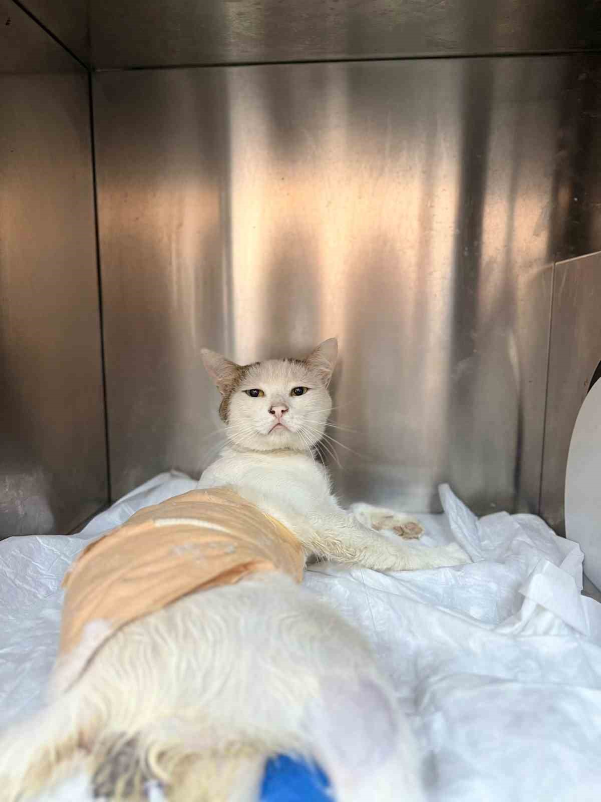 Omuriliğinden havalı tüfekle vurulan kedi tedavi altına alındı