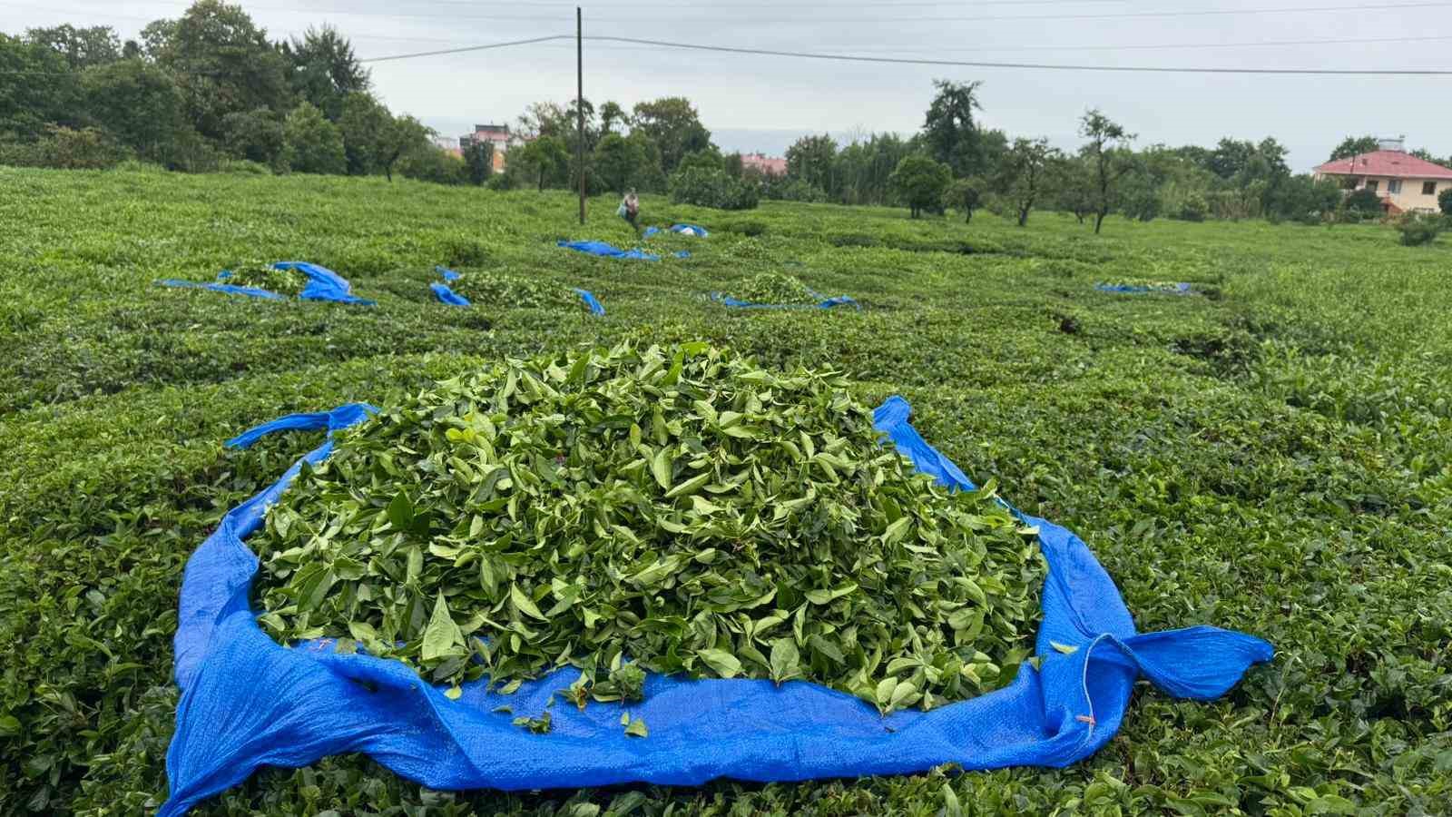 ÇAYKUR’dan 2. Sürgün için "Aceleye getirmeyin" uyarısı