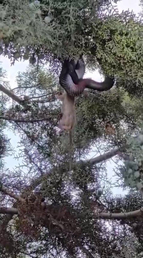 Ağaç gölgesinde ürküten manzara, fareyi yutmaya çalışan yılanla göz göze geldi