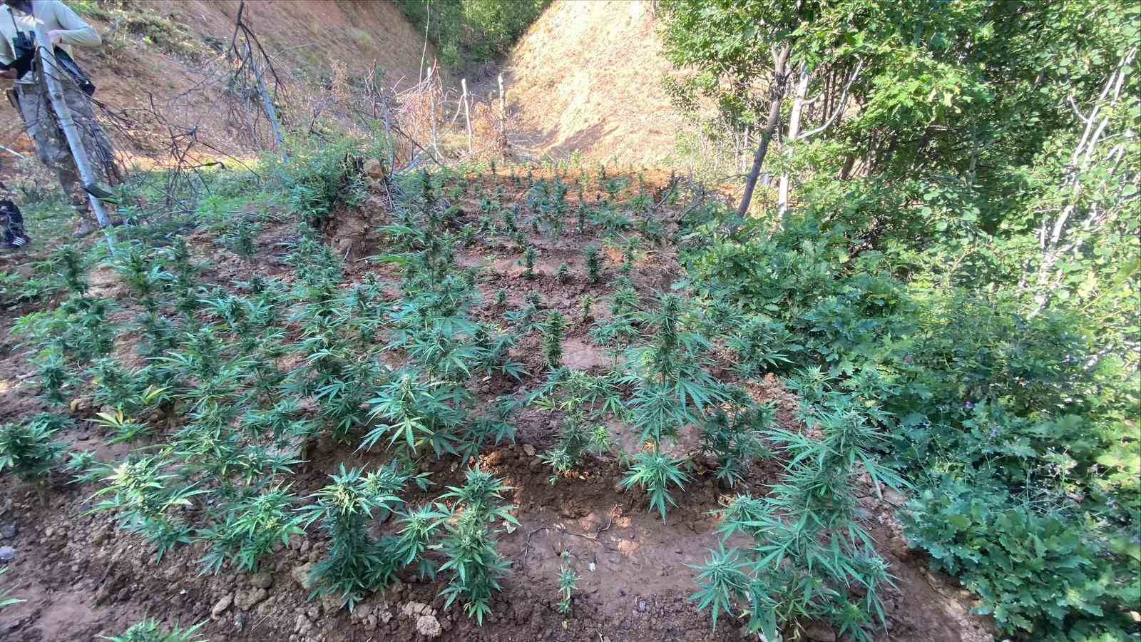 Bingöl’de uyuşturucuyla mücadele sürüyor