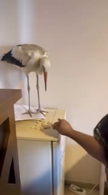 Yaralı leyleğe şefkat eli