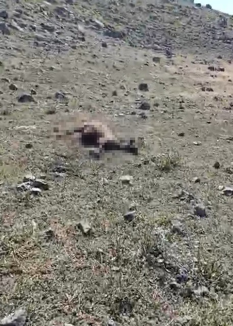 Kars’ta kurt saldırısında onlarca koyun telef oldu