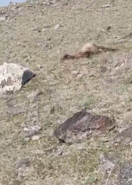 Kars’ta kurt saldırısında onlarca koyun telef oldu