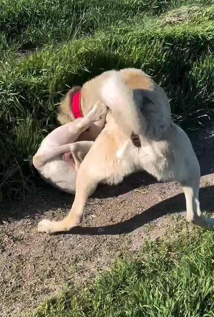 Köpeklerin dövüştürüldüğü video tepki topladı